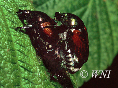 Japanese Beetle (Popillia japonica)